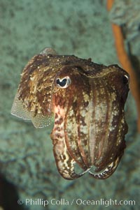 Common cuttlefish, Sepia officinalis