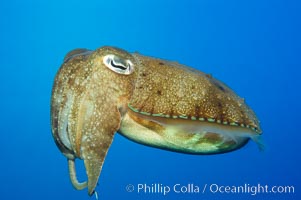 Common cuttlefish, Sepia officinalis