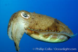 Common cuttlefish, Sepia officinalis