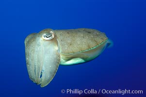Common cuttlefish, Sepia officinalis