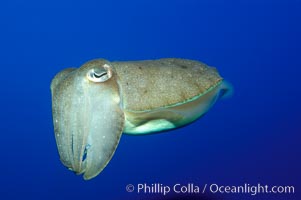 Common cuttlefish, Sepia officinalis