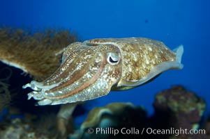 Common cuttlefish, Sepia officinalis