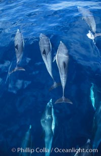Common dolphin. San Diego, California, USA, Delphinus delphis, natural history stock photograph, photo id 00072