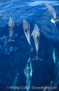 Common dolphin, Delphinus delphis, San Diego, California