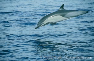 Common dolphin. San Diego, California, USA, Delphinus delphis, natural history stock photograph, photo id 00097