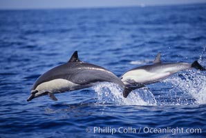 Common dolphin, Delphinus delphis, San Diego, California