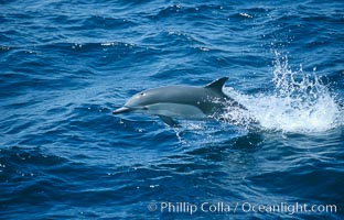 Common dolphin leaping (porpoising). San Diego, California, USA, Delphinus delphis, natural history stock photograph, photo id 02098