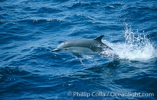 Common dolphin leaping (porpoising), Delphinus delphis, San Diego, California