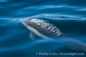 Common Dolphin Breaching the Ocean Surface, Delphinus delphis, San Diego, California