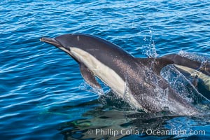 Common Dolphin Breaching the Ocean Surface, Delphinus delphis, San Diego, California