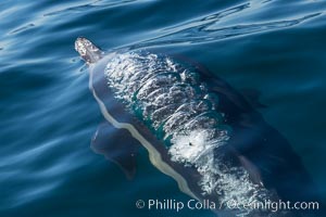 Common Dolphin Breaching the Ocean Surface. San Diego, California, USA, natural history stock photograph, photo id 34241