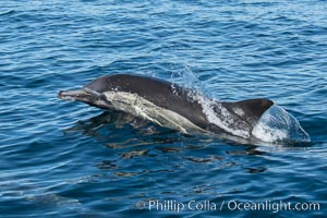 Common Dolphin Breaching the Ocean Surface. San Diego, California, USA, natural history stock photograph, photo id 34242