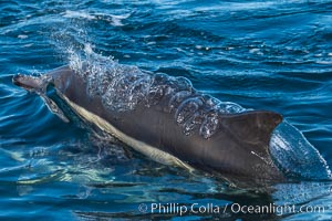 Common Dolphin Breaching the Ocean Surface. San Diego, California, USA, natural history stock photograph, photo id 34243