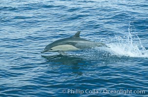 Common dolphin leaping (porpoising), Delphinus delphis, San Diego, California