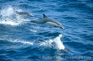 Common dolphin leaping (porpoising), Delphinus delphis, San Diego, California