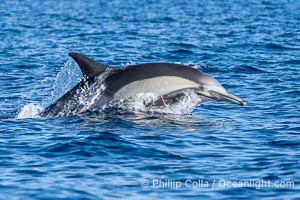 Common dolphin, Delphinus delphis, Breaching the Ocean Surface, Delphinus delphis