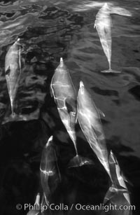 Common dolphin, Delphinus delphis, San Diego, California