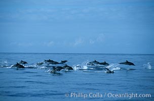 Common dolphin, Delphinus delphis, San Diego, California