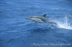 Common dolphin leaping (porpoising), Delphinus delphis, San Diego, California