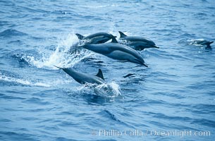 Common dolphin leaping (porpoising), Delphinus delphis, San Diego, California