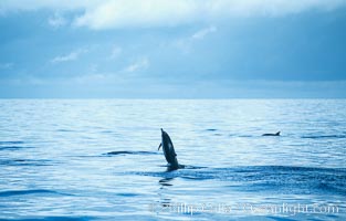 Common dolphin leaping (porpoising), Delphinus delphis, San Diego, California