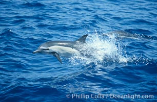 Common dolphin leaping (porpoising), Delphinus delphis, San Diego, California