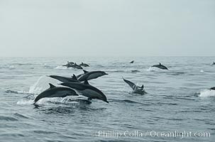 Common dolphin leaping (porpoising), Delphinus delphis, San Diego, California