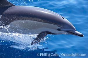 Common dolphin leaping.