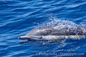 Common dolphin leaping, Delphinus delphis, Guadalupe Island (Isla Guadalupe)