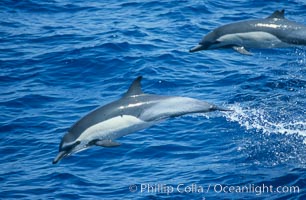 Common dolphin leaping (porpoising), Delphinus delphis, San Diego, California