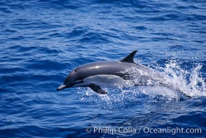 Common dolphin, Delphinus delphis, San Diego, California
