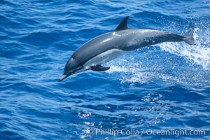 Common dolphin, Delphinus delphis, San Diego, California