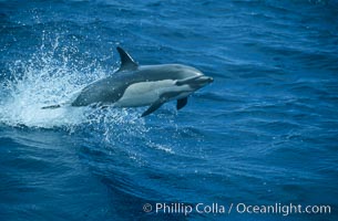 Common dolphin leaping (porpoising), Delphinus delphis, San Diego, California