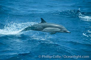 Common dolphin leaping (porpoising). San Diego, California, USA, Delphinus delphis, natural history stock photograph, photo id 04922