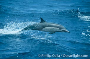 Common dolphin leaping (porpoising), Delphinus delphis, San Diego, California