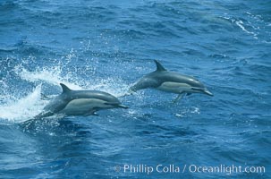 Common dolphin leaping (porpoising). San Diego, California, USA, Delphinus delphis, natural history stock photograph, photo id 04923