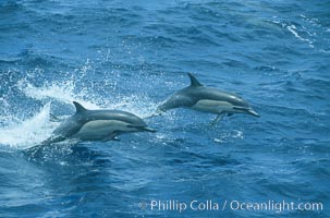 Common dolphin leaping (porpoising), Delphinus delphis, San Diego, California