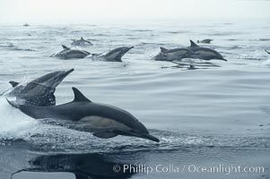 Common dolphin, Baja California, Delphinus delphis