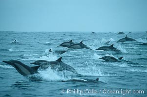 Common dolphin, Baja California, Delphinus delphis