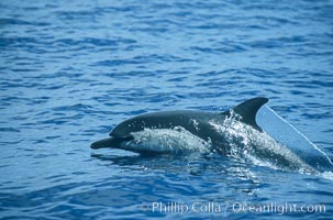 Common dolphin leaping (porpoising). San Diego, California, USA, Delphinus delphis, natural history stock photograph, photo id 04932