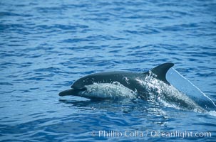 Common dolphin leaping (porpoising), Delphinus delphis, San Diego, California