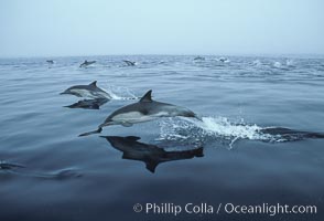 Common dolphin, Baja California., Delphinus delphis, natural history stock photograph, photo id 04934