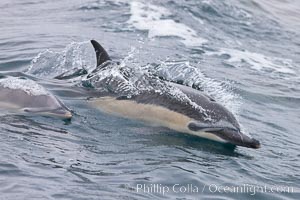 Common dolphin (Delphinus delphis) cresting a wave.