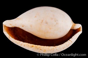 Common Egg Cowrie, Ovula ovum