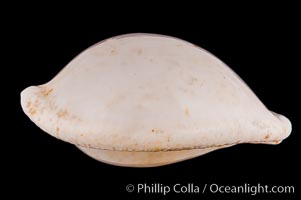 Common Egg Cowrie, Ovula ovum