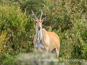 Common Eland or Eland Antelope, Taurotragus oryx, Greater Masai Mara, Kenya. The eland is the largest species of antelope in the world, Taurotragus oryx, Mara North Conservancy