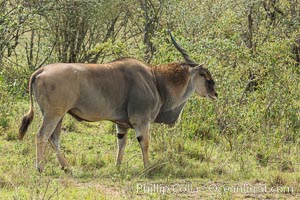 Common eland, Maasai Mara, Kenya, Taurotragus oryx, Maasai Mara National Reserve