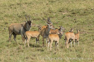 Common eland, Maasai Mara, Kenya, Taurotragus oryx, Maasai Mara National Reserve