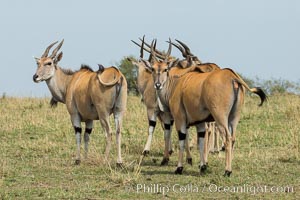 Common eland, Maasai Mara, Kenya, Taurotragus oryx, Maasai Mara National Reserve