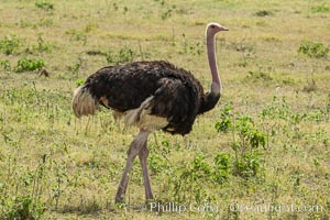 Common Ostrich, Struthio camelus, Amboseli National Park